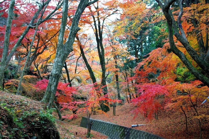 見頃時期　三重県内の紅葉スポット・紅葉名所　まとめ　11月上旬　11月中旬　11月下旬　12月上旬　赤目四十八滝　御在所岳　なばなの里　伊勢神宮内宮神苑　水沢もみじ谷　香落渓（かおちだに）