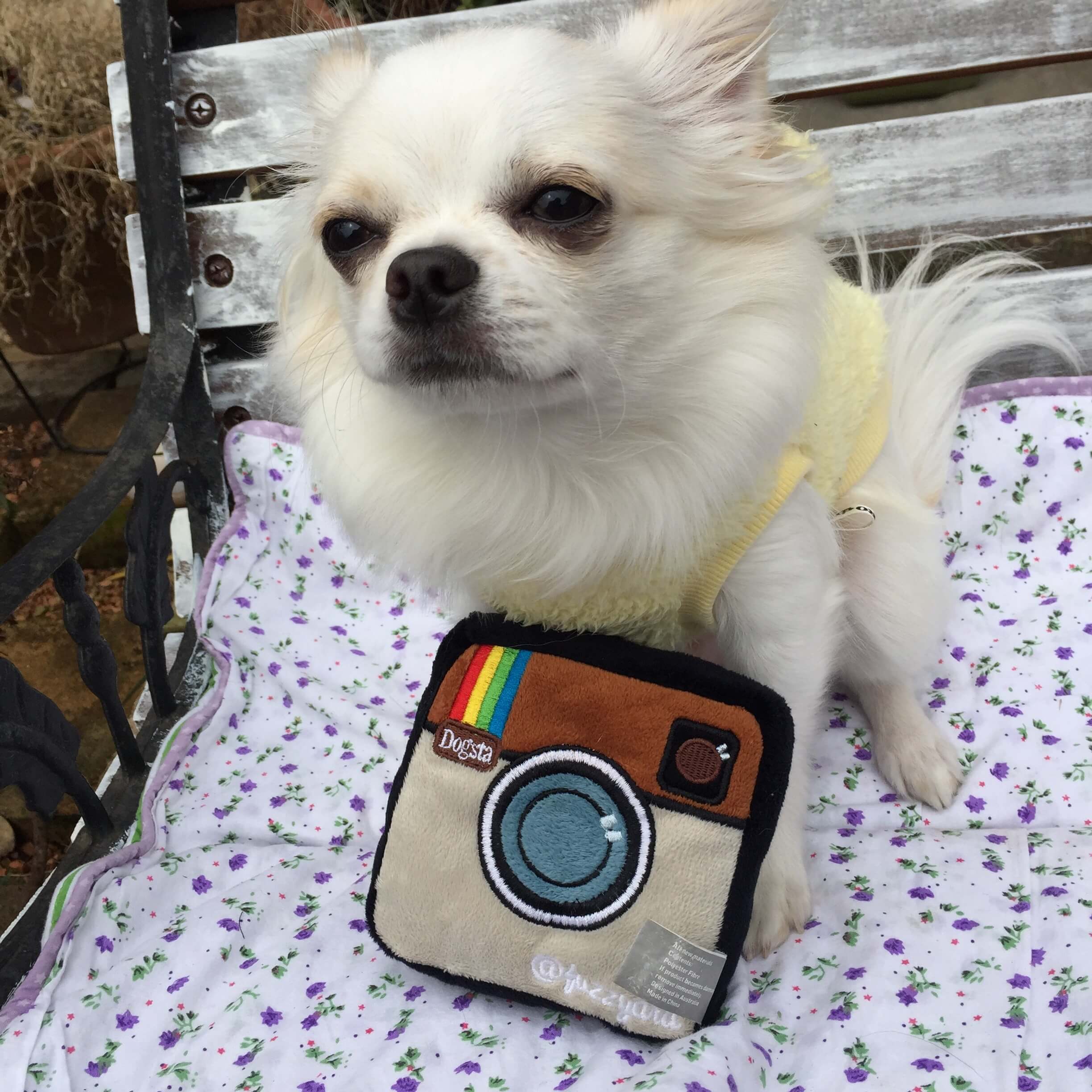 インスタグラムの犬グッズ