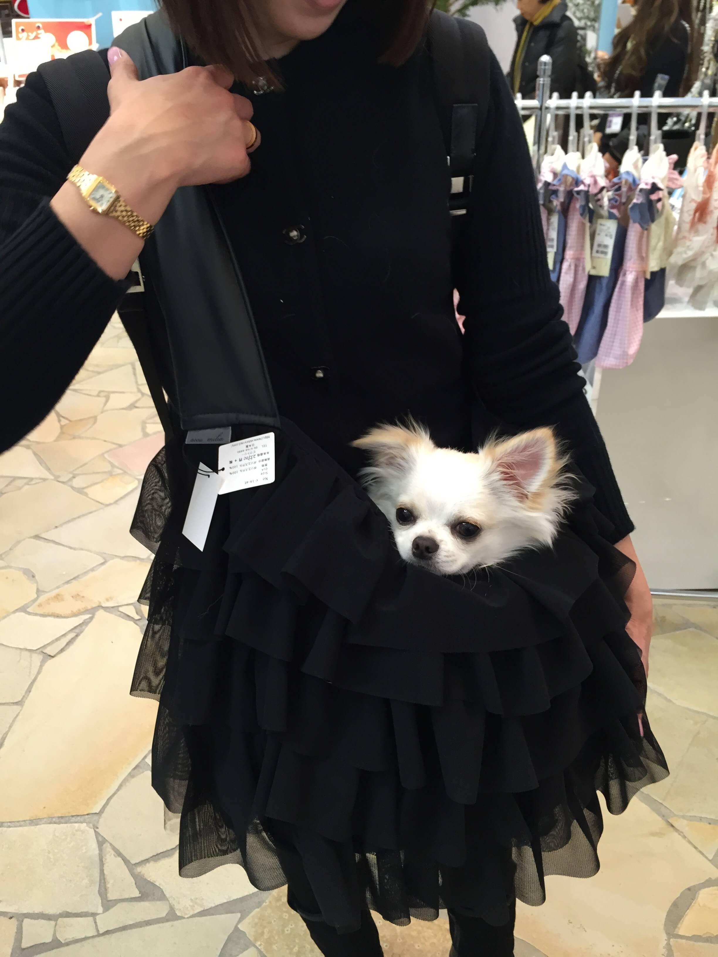 アキュミリアのキャリー、Mサイズ